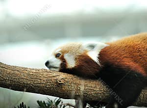 Red Panda (Ailurus fulgens)