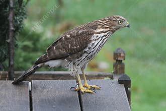 Sharp-shinned hawk Excellent Body Profile - Accipiter striatus