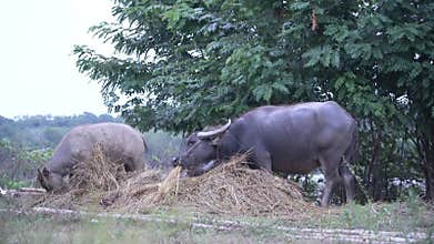 Buffalo and Black Buffalo are eat green grass near the road.