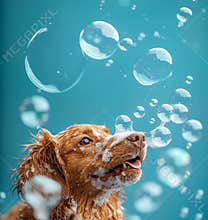 Banner red dog looking up. Isolated on blue backgoround with soap bubbles, copy space