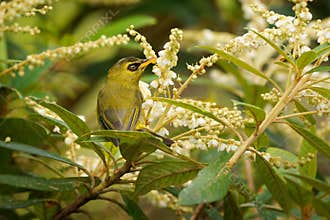 Mountain blackeye Zosterops emiliae also olive blackeye or simply black-eye, passerine bird in Zosteropidae endemic to the highest