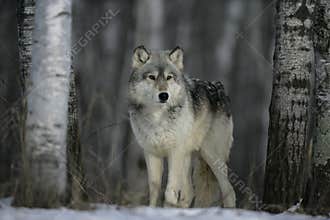 Grey wolf, Canis lupus