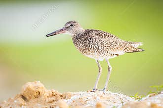 A Willet Standing On A Sand Pile