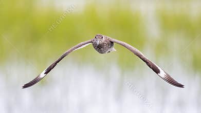 A Flying Willet With Wings Outstretched