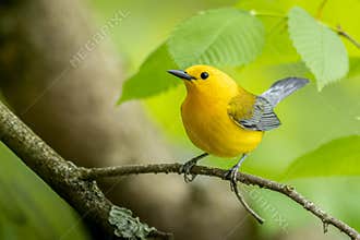 Prothonotary Warbler In The Forest