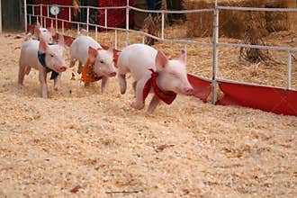 Racing pigs
