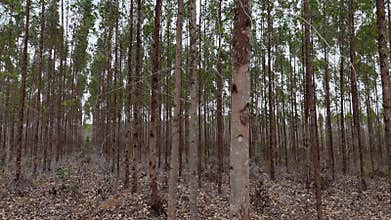 eucalyptus plantation in bahia