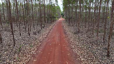 eucalyptus plantation in bahia