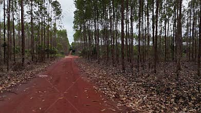 eucalyptus plantation in bahia