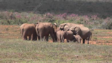 African elephant drinking at a waterhole in South Africa
