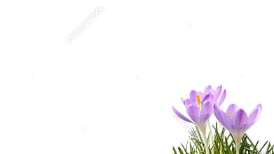 Bee and crocus