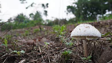 Macrolepiota procera, the toadstool with rings on its stem grows well in the wild. hunting for photos of mushrooms in nature