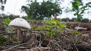 Macrolepiota procera, the toadstool with rings on its stem grows well in the wild. hunting for photos of mushrooms in nature