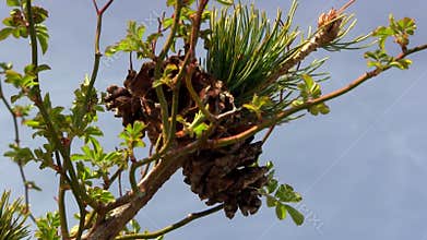 Pine tree branch in early spring