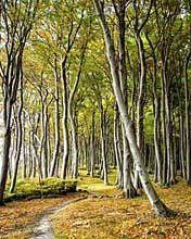 Beech trees