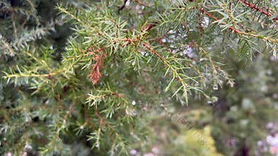 Water droplets adhering to pine tree branch