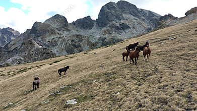 Aerial view of a herd of wild horses grazing green on a green field in the mountains