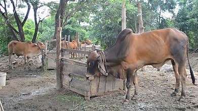 Group of cows in country farm