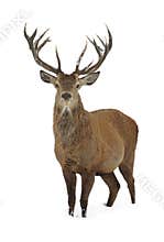 Red deer in snow