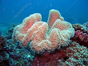 Sea Corals and Plants