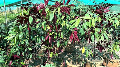 Chinese Croton blindness tree, buta buta or jungle fire plants in large clay pots in plant nursery