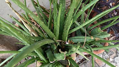 Aloe Vera showing green nature of plants