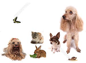 Animals
