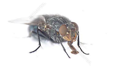 Fly drinking water