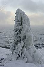 A spruce half covered in ice