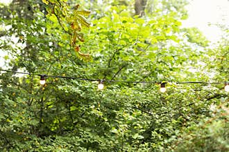 Decorative outdoor string light bulb hanging on tree in garden. Party or wedding ceremony decoration. Electric lamps outside.