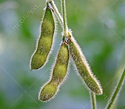 Soy bean pods