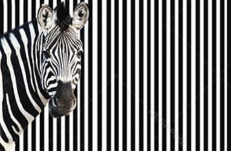 Zebra on striped background looking at camera