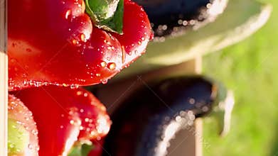 Close up of organic summer vegetables in a wooden box on green grass ready delivery.