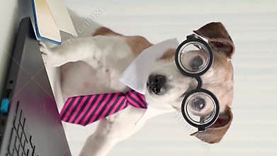 dog Jack russell terrier wearing glasses tie and white collar office style