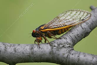 One Cicada Perched on a Grey Branch - 13 year 17 year - Magicicada