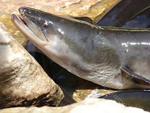 Freshwater eel out of water