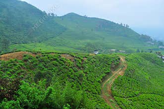 Tea plantation area by the mountain