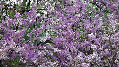 View of blooming Largerstromia speciosa.