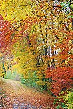Colorful autumn forest