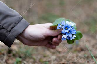 Bunch of violets