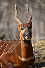 A Bovidae