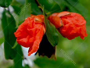 Pomegranate plant fruit flowers in the garden