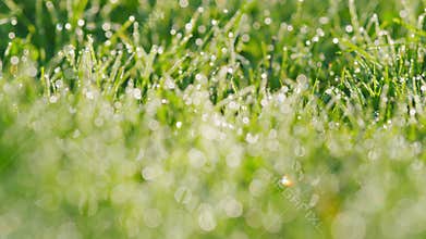 Fresh Green Grass Field With Dew Drops In Sunshine. Fresh Grass With Dew Drops And Bokeh Lights. Rack focus.