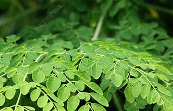 Edible moringa leaves