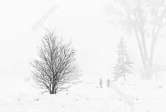 Foggy winter day in a park