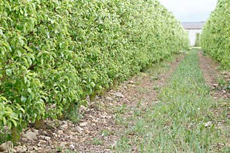 Apple Trees Orchard