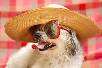 Funny dog