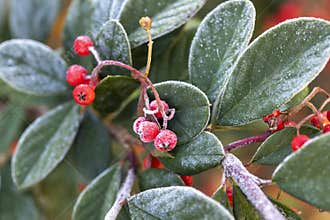Cottoneaster with leaves and berries covered in frost