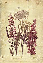 Flowers Botanical Vintage Style Wall Art with Textured Background