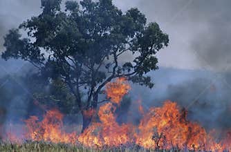 Australia Bush fire